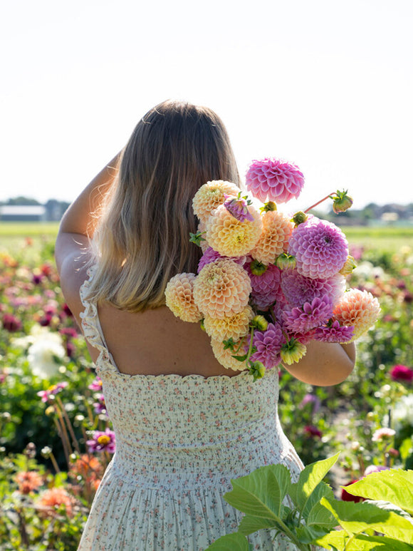 Achat bulbes dahlias