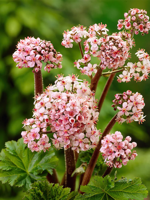 Commandez vos Darmera Peltata pour les recevoir au printemps !