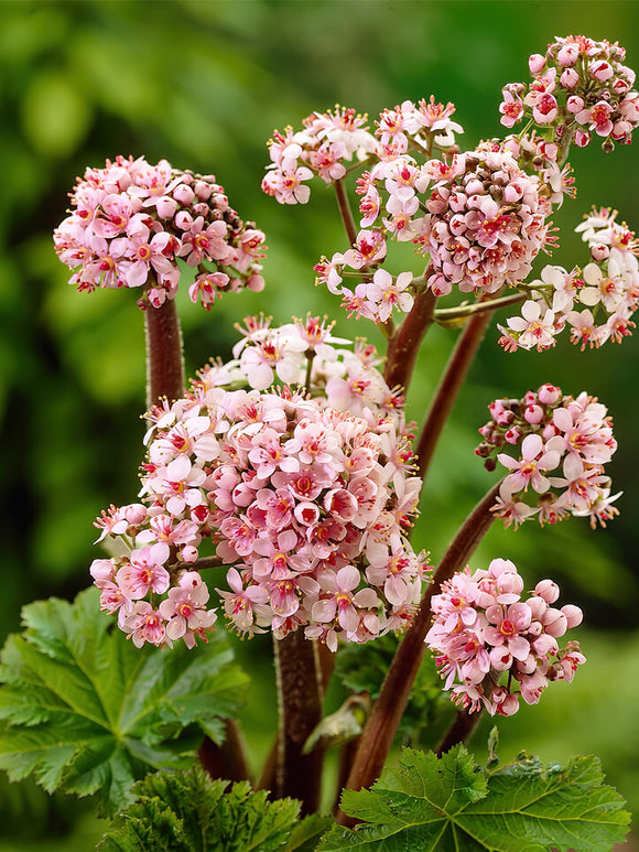Commandez vos Darmera Peltata pour les recevoir au printemps !