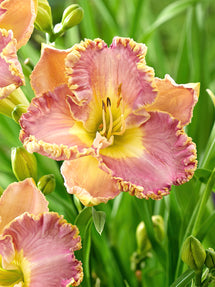 Hémérocalle Lavender Tu Tu (Hemerocallis)