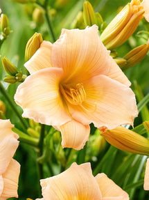 Hémérocalle Mini Pearl (Hemerocallis)