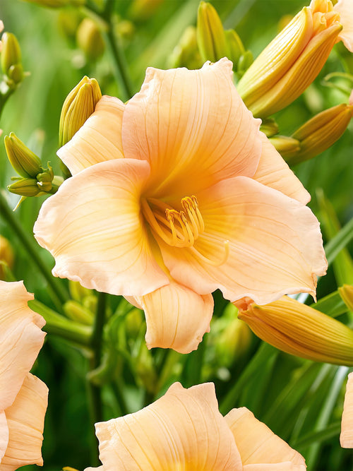 Hémérocalle Mini Pearl (Hemerocallis) - Plantes à racines nues