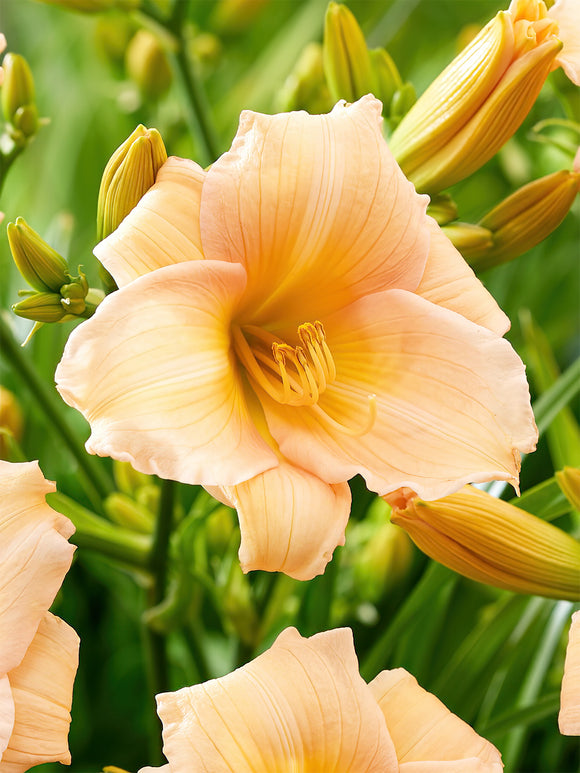 Hémérocalle Mini Pearl (Hemerocallis) - Plantes à racines nues