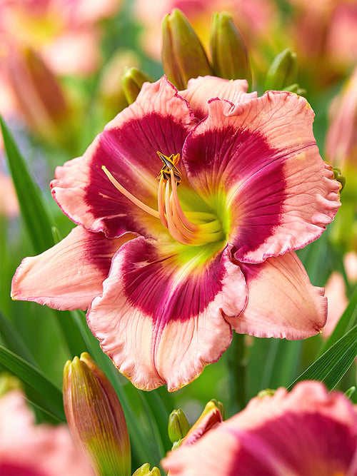 Hémérocalle Strawberry Shake (Hemerocallis) - Expédié sous forme de racines nues au printemps