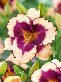 Hémérocalle Tropical Surprise (Hemerocallis)