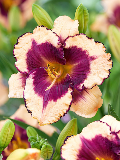 Hémérocalle Tropical Surprise (Hemerocallis) - Expédié sous forme de racines nues au printemps