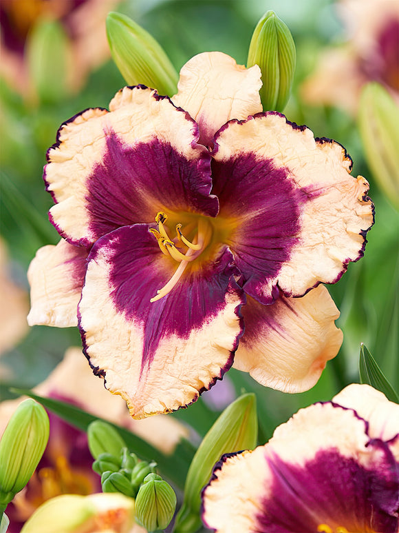 Hémérocalle Tropical Surprise (Hemerocallis) - Expédié sous forme de racines nues au printemps