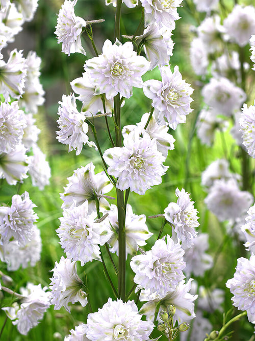 Acheter Delphinium Highlander Cha Cha