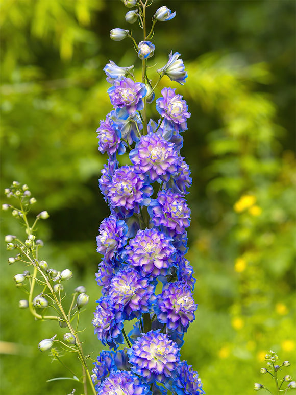 Acheter Delphinium Highlander Bolero