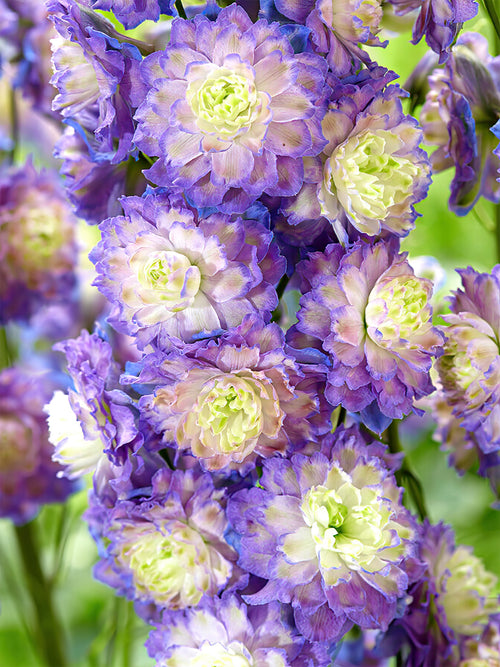 Delphinium Highlander Bolero à racines nues