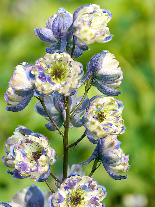 Acheter Delphinium La Boheme
