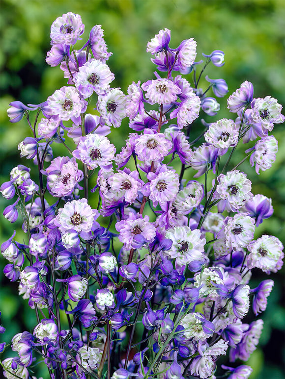 Acheter Delphinium La Boheme à racines nues