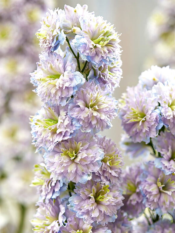 Acheter Delphinium Highlander Rainbow Sensation