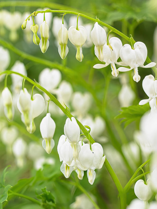 Acheter Cœur de Marie Spectabilis Alba (Dicentra) de Hollande