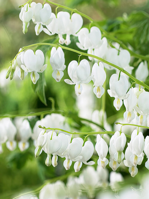 Acheter Cœur de Marie Spectabilis Alba (Dicentra) à racines nues