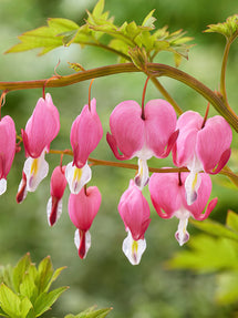 Cœur de Marie Spectabilis (Dicentra)