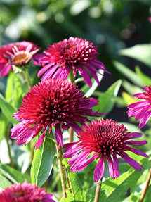 Échinacée Blueberry Cheesecake