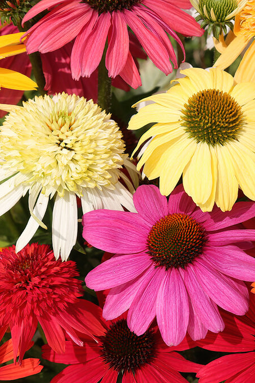 Acheter Echinacea 'Everblooming Coneflower Mix'