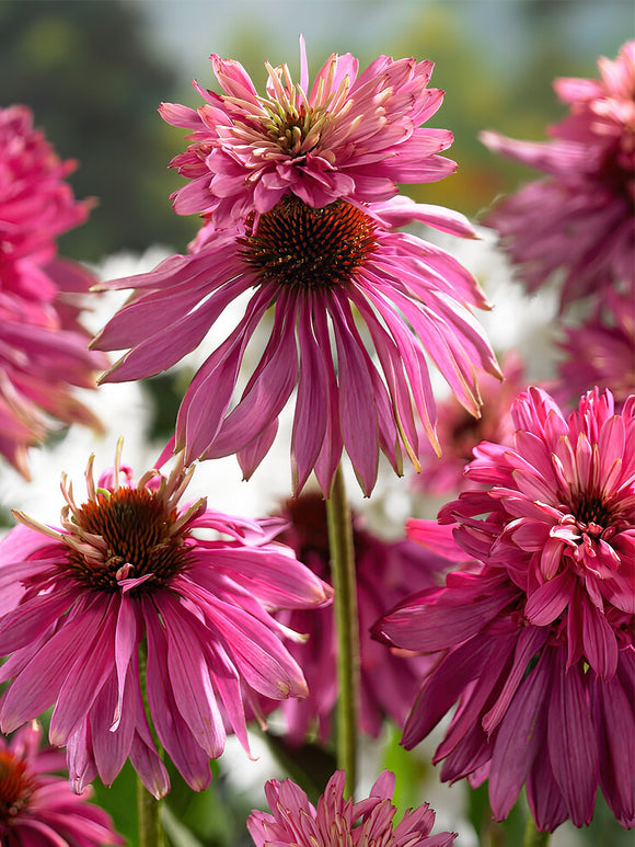 Acheter Echinacea 'Double Decker' de Hollande