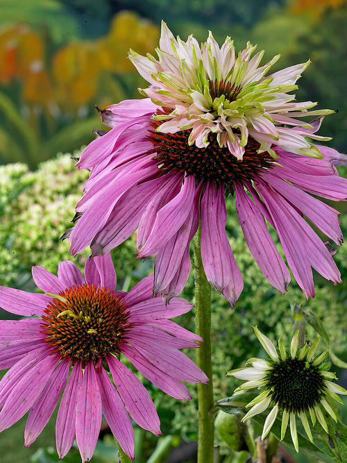 Acheter Echinacea 'Double Decker' de Hollande
