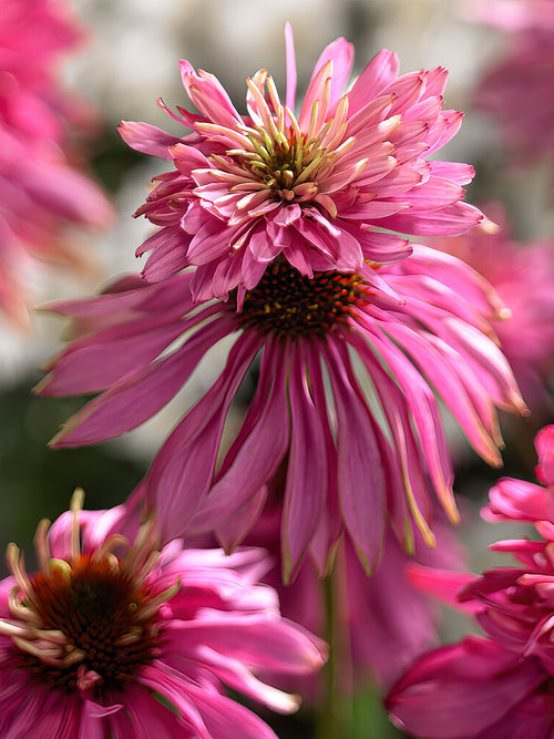Acheter Echinacea 'Double Decker' - Plantes à racines nues