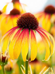 Échinacée Fiery Meadow Mamma
