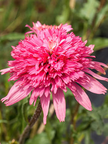 Échinacée Mini Belle