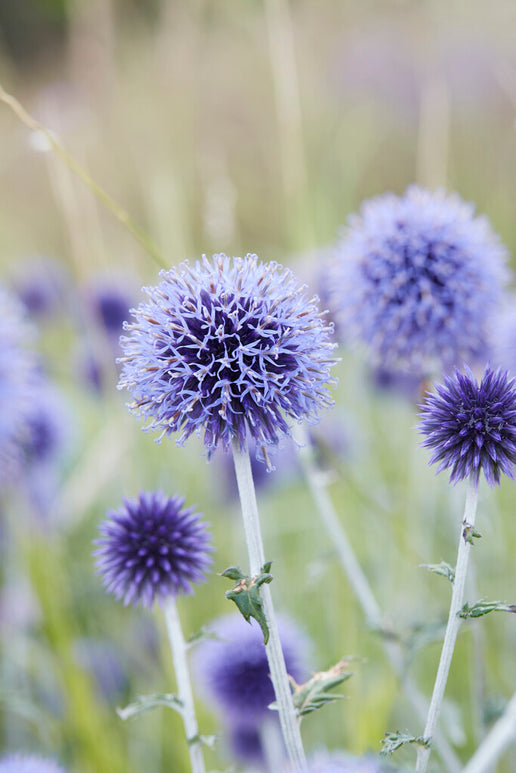 Acheter Echinops Blue Globe de Hollande