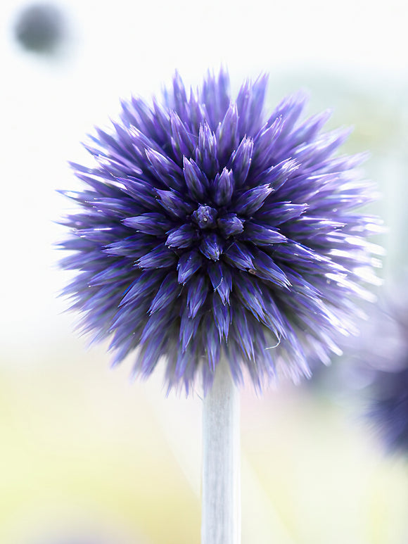 Commandez vos Echinops Ritro Veitch's Blue pour les recevoir au printemps !