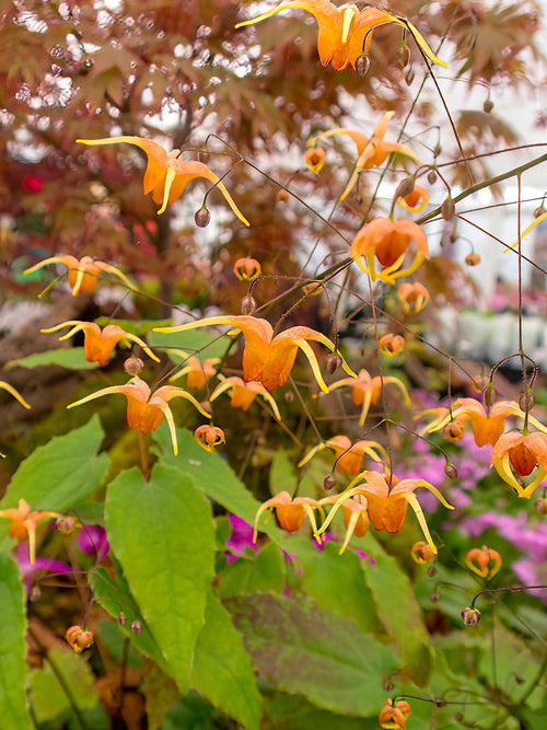 Epimedium Amber Queen Fleur des elfes