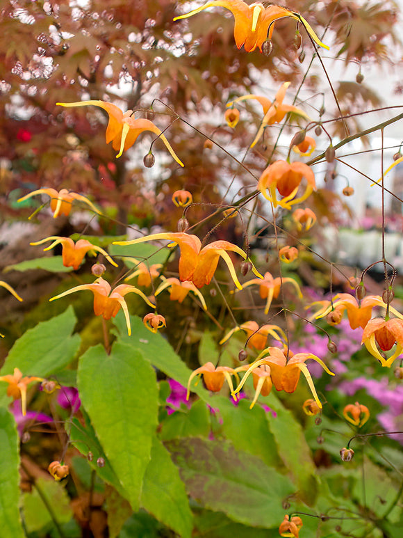 Epimedium Amber Queen Fleur des elfes