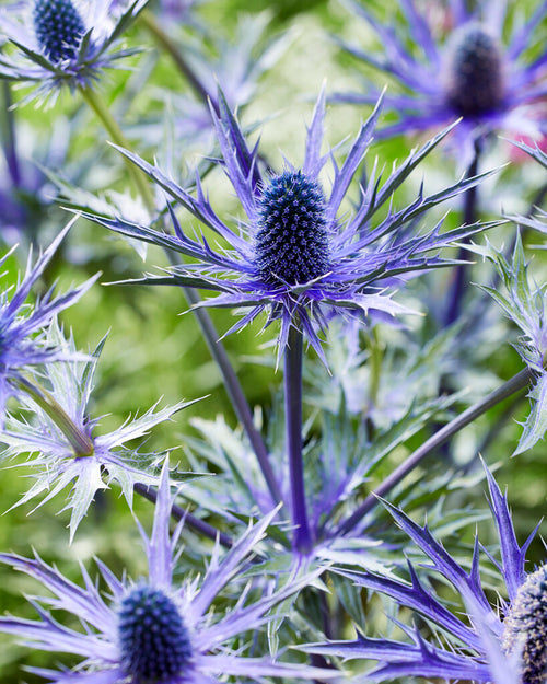 Eryngium Jos Eijking à racines nues