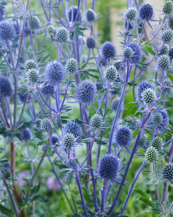 Eryngium Planum -Expédié sous forme de racines nues au printemps