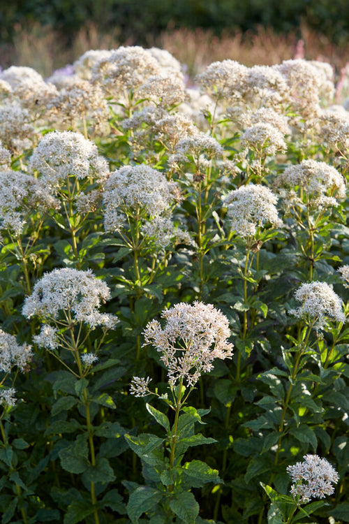 Eupatorium Snowball - Plantes à racines nues