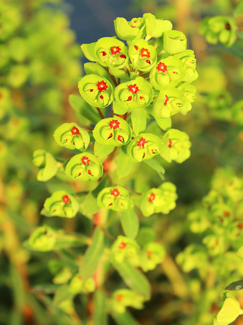 Euphorbia Ascot Rainbow