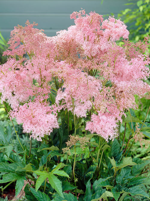 Commandez vos Filipendula Venusta pour les recevoir au printemps !