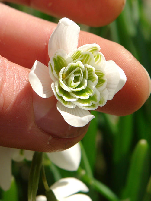 Galanthus Nivalis Flore Pleno (Perce-neige)