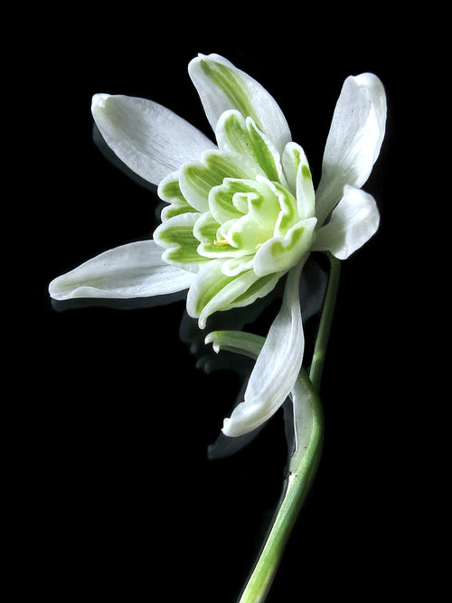 Galanthus Nivalis Flore Pleno (Perce-neige)