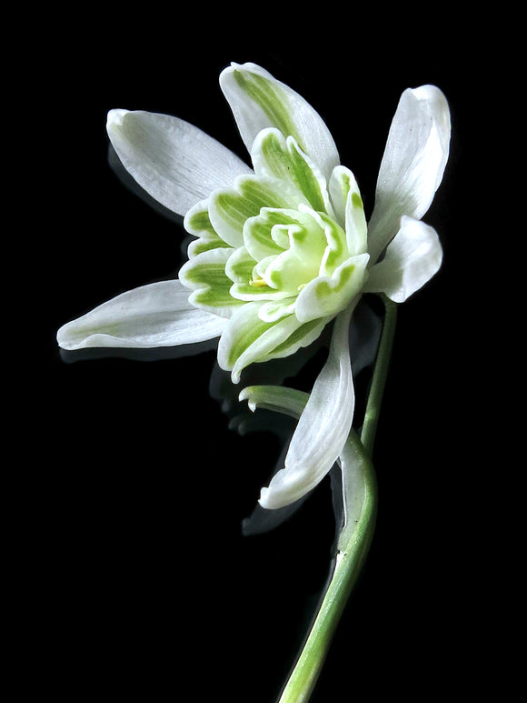 Galanthus Nivalis Flore Pleno (Perce-neige)