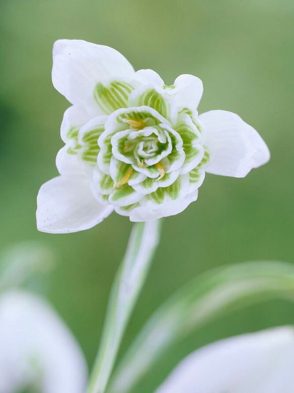 Galanthus Nivalis Flore Pleno (Perce-neige)