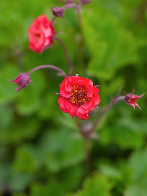 Geum Flames of Passion (Benoîte)