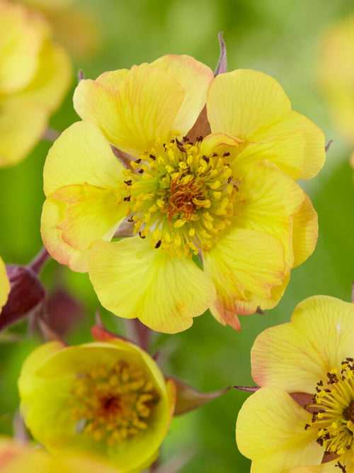 Geum Tequila Sunrise Benoîte