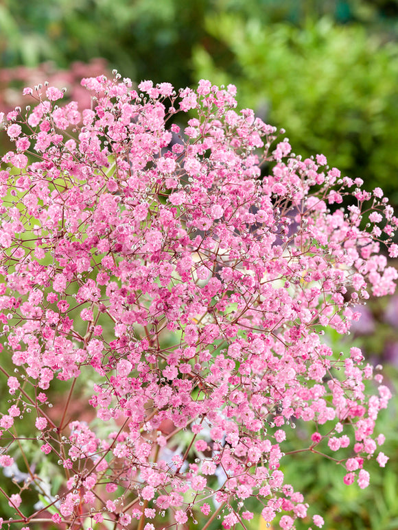 Gypsophila paniculata Rose - Plantes à racines nues