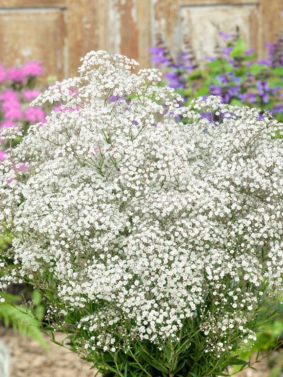 Achat Gypsophila paniculata Blanche