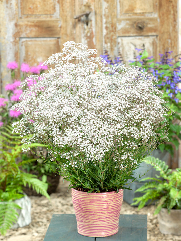 Gypsophila paniculata White