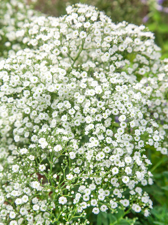 Gypsophila paniculata Blanche de Hollande
