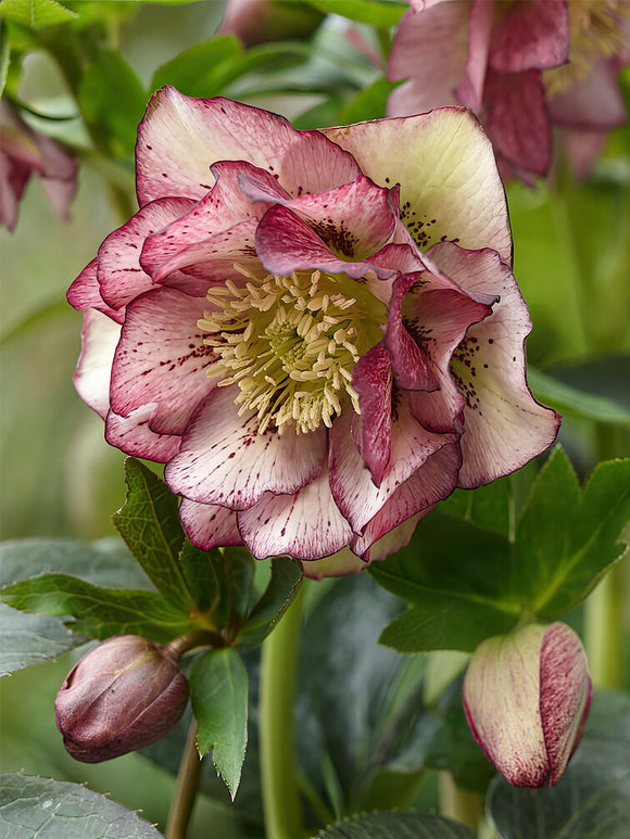 Helleborus Double Ellen Picotee à racines nues