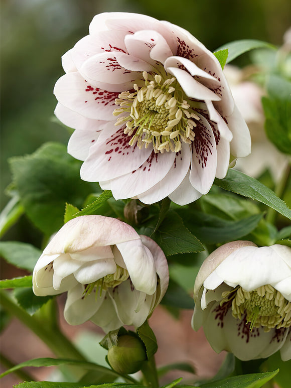 Helleborus Double Ellen Pink Spotted à racines nues