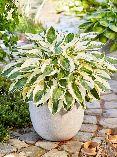 Hosta Patriot - Expédié sous forme de racines nues au printemps