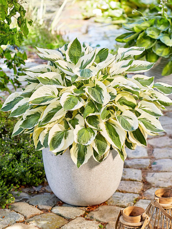 Hosta Patriot - Expédié sous forme de racines nues au printemps
